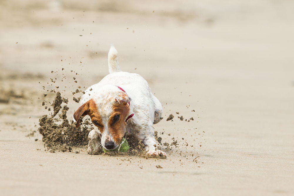 Bewegung fotografieren: im Sand buddelnder Hund