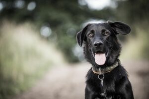 Portrait schwarzer Hund