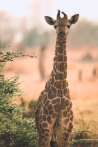 Botswana Safari Wildlife Photography Giraffe