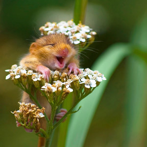 Foto-Geschenkidee Bild aus der myposter Motivwelt: Lachende Haselmaus